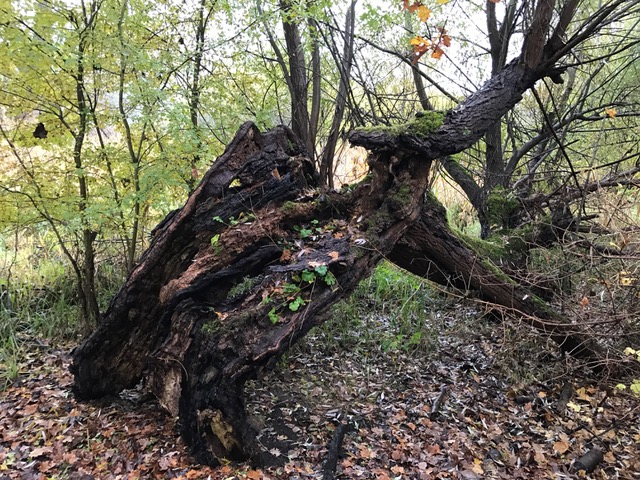 "Das Leben findet einen Weg" - Beispiel einer umgest&uuml;rzten, Stammzersetzten Weide (Saliux alba) die gelernt hat im Liegen weiter zu existieren und eine neue Krone aufzubauen. Nicht umsonst z&auml;hlen Weiden zu den anpassungsf&auml;higen Pionierbaumarten.
