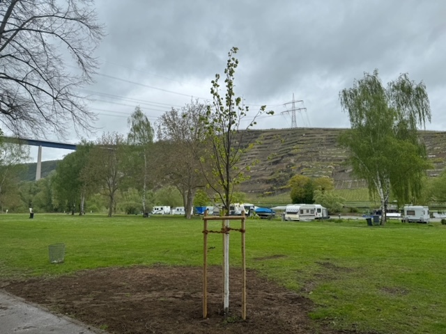 Selbst wenn gro&szlig;e B&auml;ume nicht mehr verkehrssicher sind und weichen m&uuml;ssen, k&ouml;nnen wir am gleichen Platz einen neuen Baum nachpflanzen - fragen Sie uns!