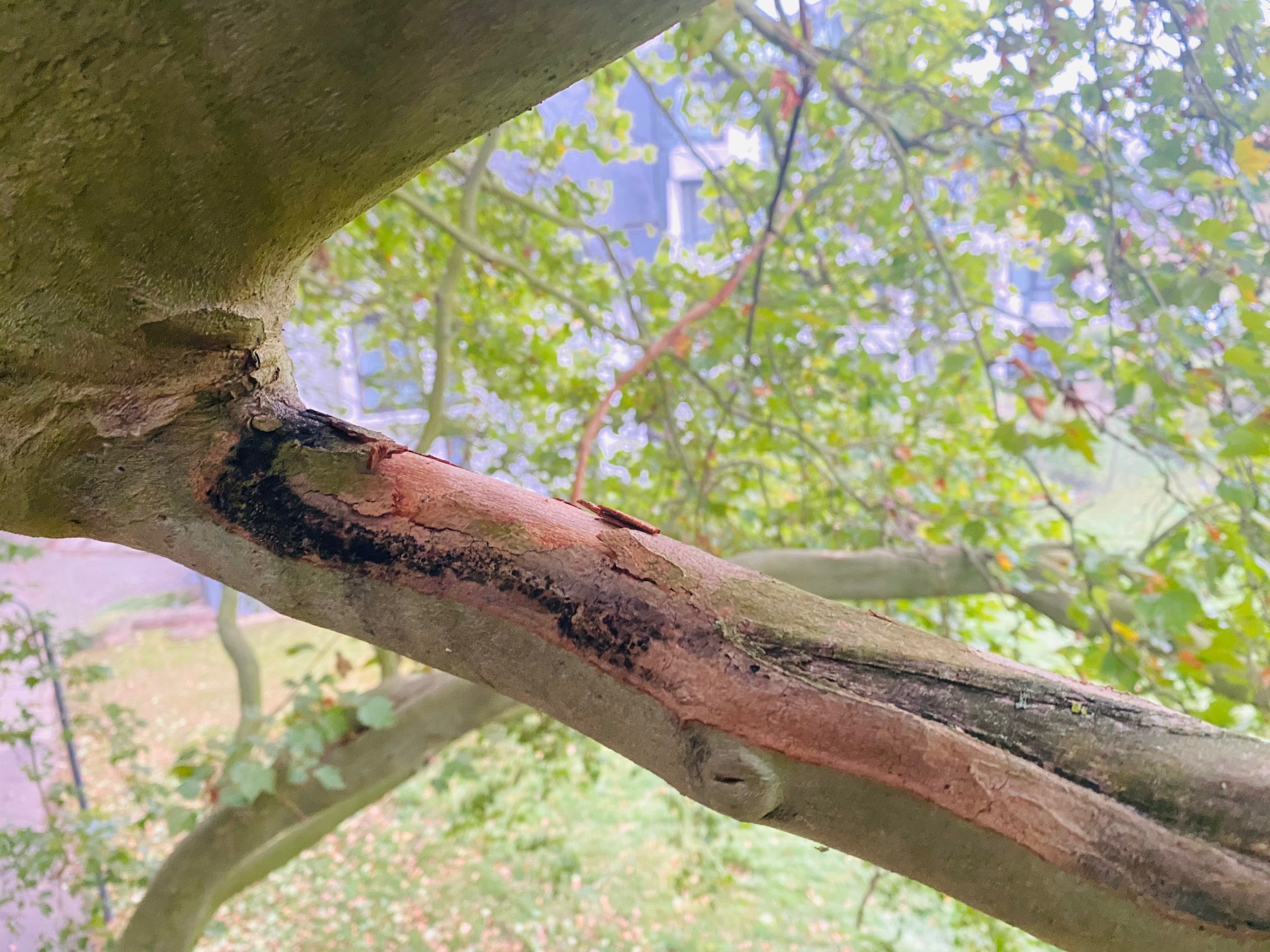 Massariakontrolle an Platanen 