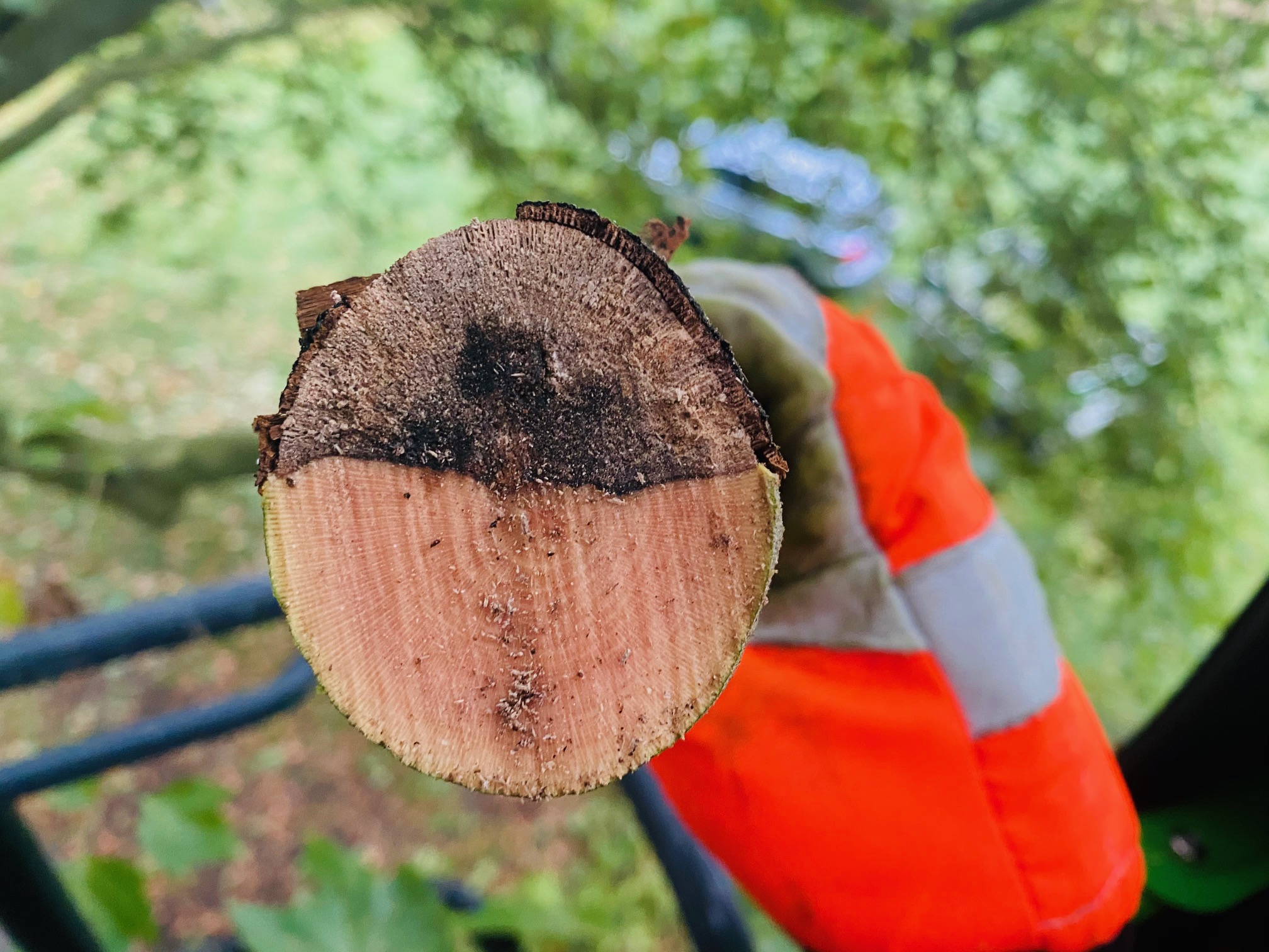 Das gef&auml;hrliche ist die zersetzte Astoberseite. Das Zug Modul versagt und der Ast kann abgeworfen werden. 
Fachlich gesehen ist der Befall nur mit einer
B&uuml;hne vollumf&auml;nglich beurteilbar.