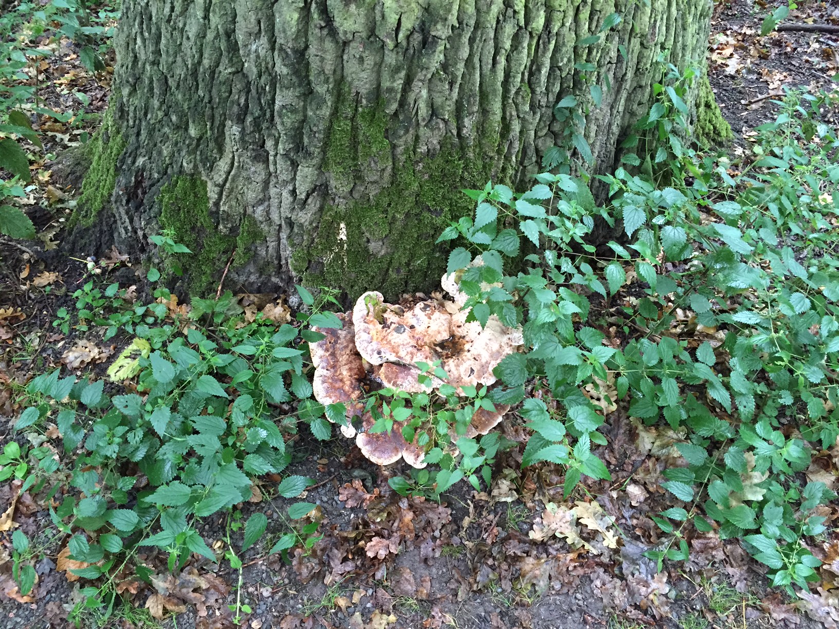 Der tropfende Schillerporling (Inonotus dryadeus) sch&auml;digt die Wurzelnunterseite mit Wei&szlig;f&auml;ule. Die Folge ist eine Holzerweichung, welche sp&auml;ter zum Z&auml;hbruch f&uuml;hren kann.
Hier ist zu unterscheiden, an wie vielen Stellen der Pilzbefall auftritt. Eine fachm&auml;nnische eingehende Untersuchung der Wurzeln ist empfolen, um ein umst&uuml;rzen des Baumes auzuschlie&szlig;en.
Hier sind Erfahrungswerte unabk&ouml;mmlich.