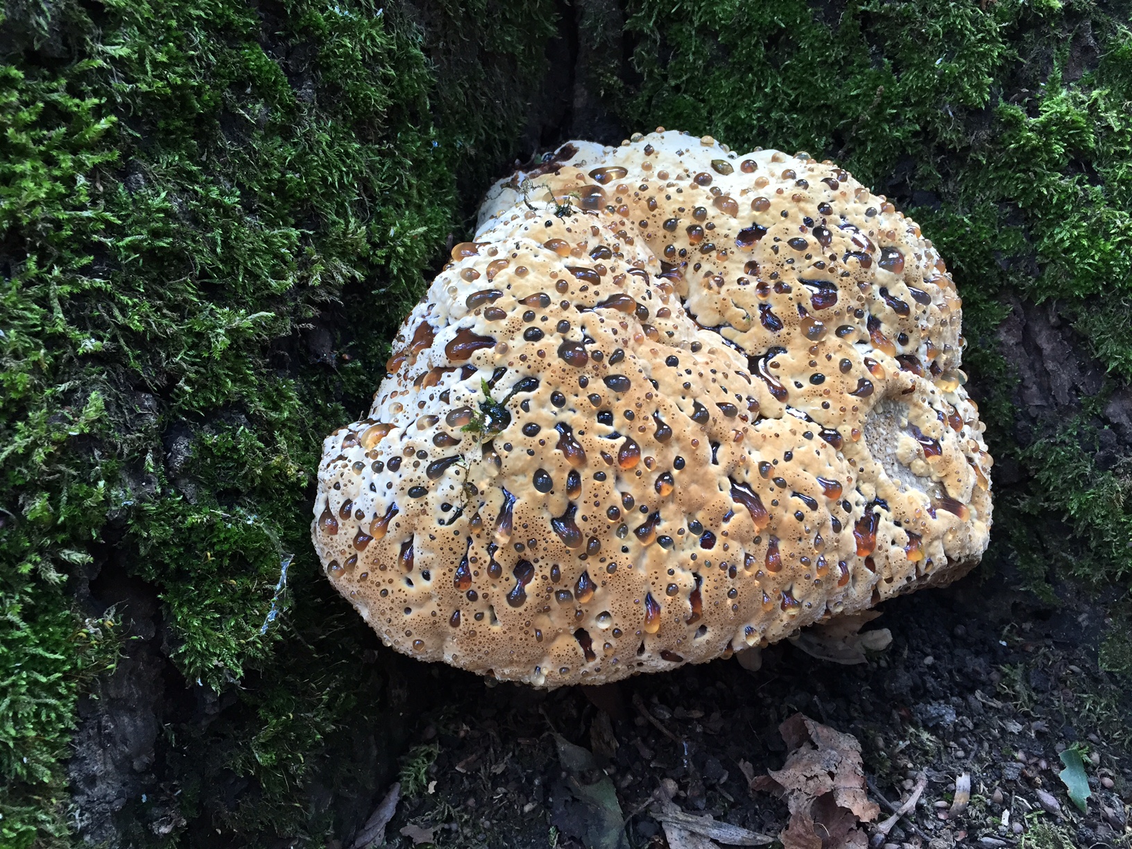 Sonderkontrollen von Altb&auml;umen nach Pilzbefall (hier: tropfender Schillerporling, Inonotus dryadeus), Sturmereignis oder auch Anfahrschaden - wir helfen Ihnen (wenn m&ouml;glich) den Landschaftspr&auml;genden Baum oder Ihr Naturdenkmal solange es m&ouml;glich ist zu erhalten. Hierzu sind fundiertes Wissen und Erfahrung in der Strategie von Baumpilzen und ihrer baumspezifischenSch&auml;digung notwendig. wir untersuchen den Schadbaum eingehend und nennen L&ouml;sungsm&ouml;glichkeiten.