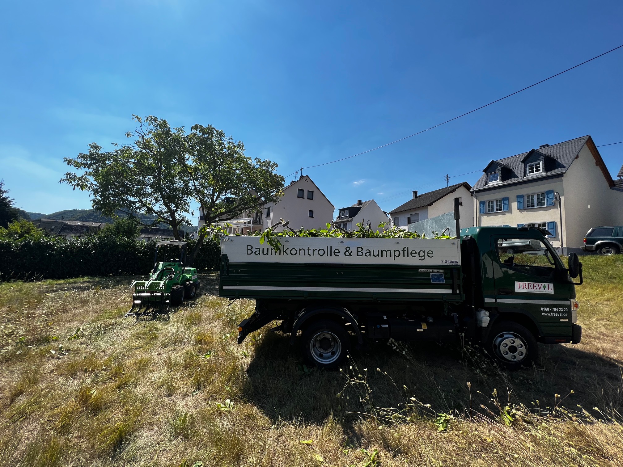 Kronenschnitt an Walnussbaum