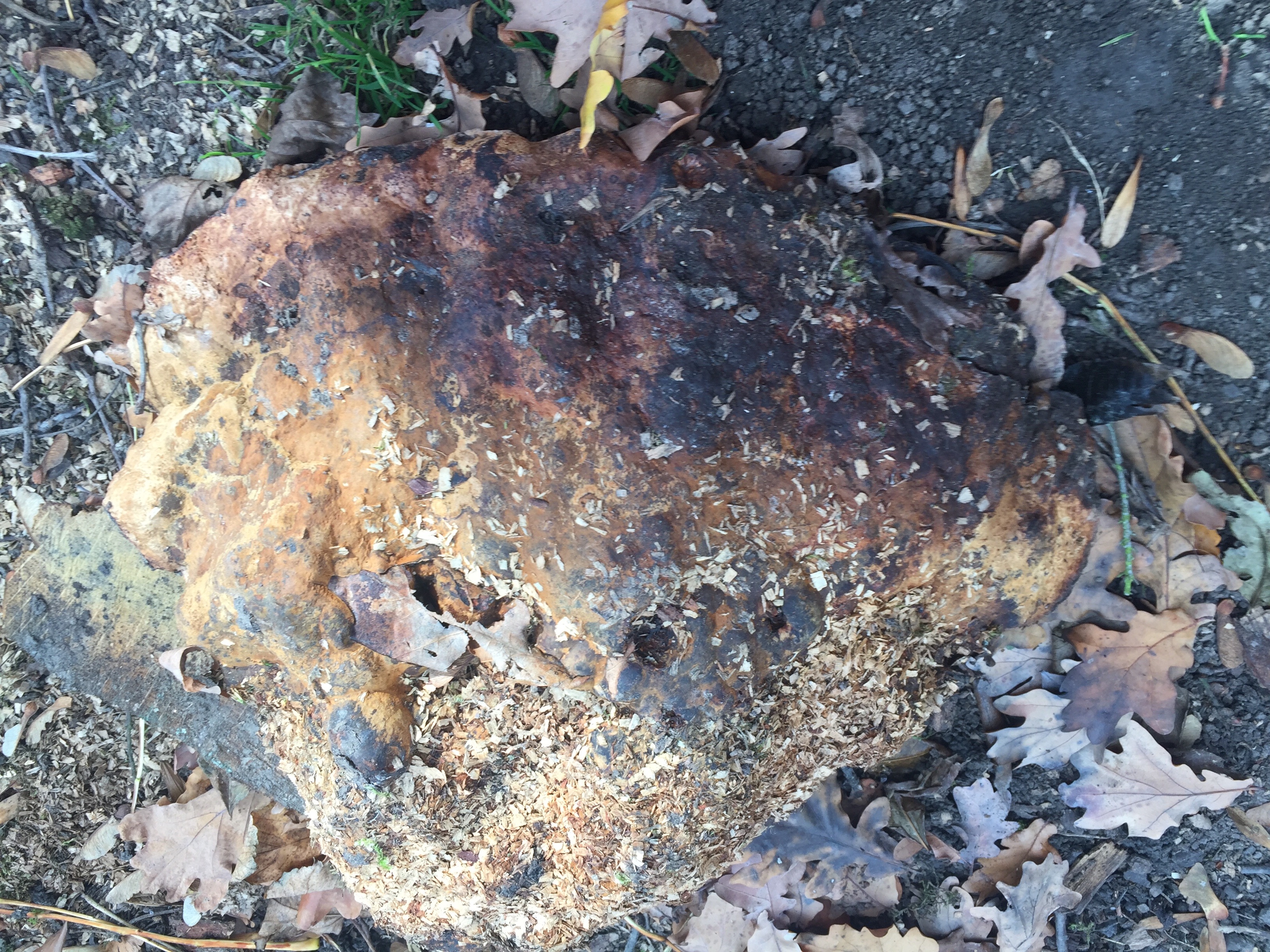 Verg&auml;ngliches richtig zuordnen und einsch&auml;tzen:
Der gleiche fruchtk&ouml;rper des tropfenden Schillerporlings (Inonotus dryadeus) am Ende der Wachstumsperiode des Fruchtk&ouml;rpers. Das typische Erkennungsmerkmal verblasst und der Fruchtk&ouml;rper verdunkelt sich und nimmt stark an Z&auml;higkeit und H&auml;rte zu.