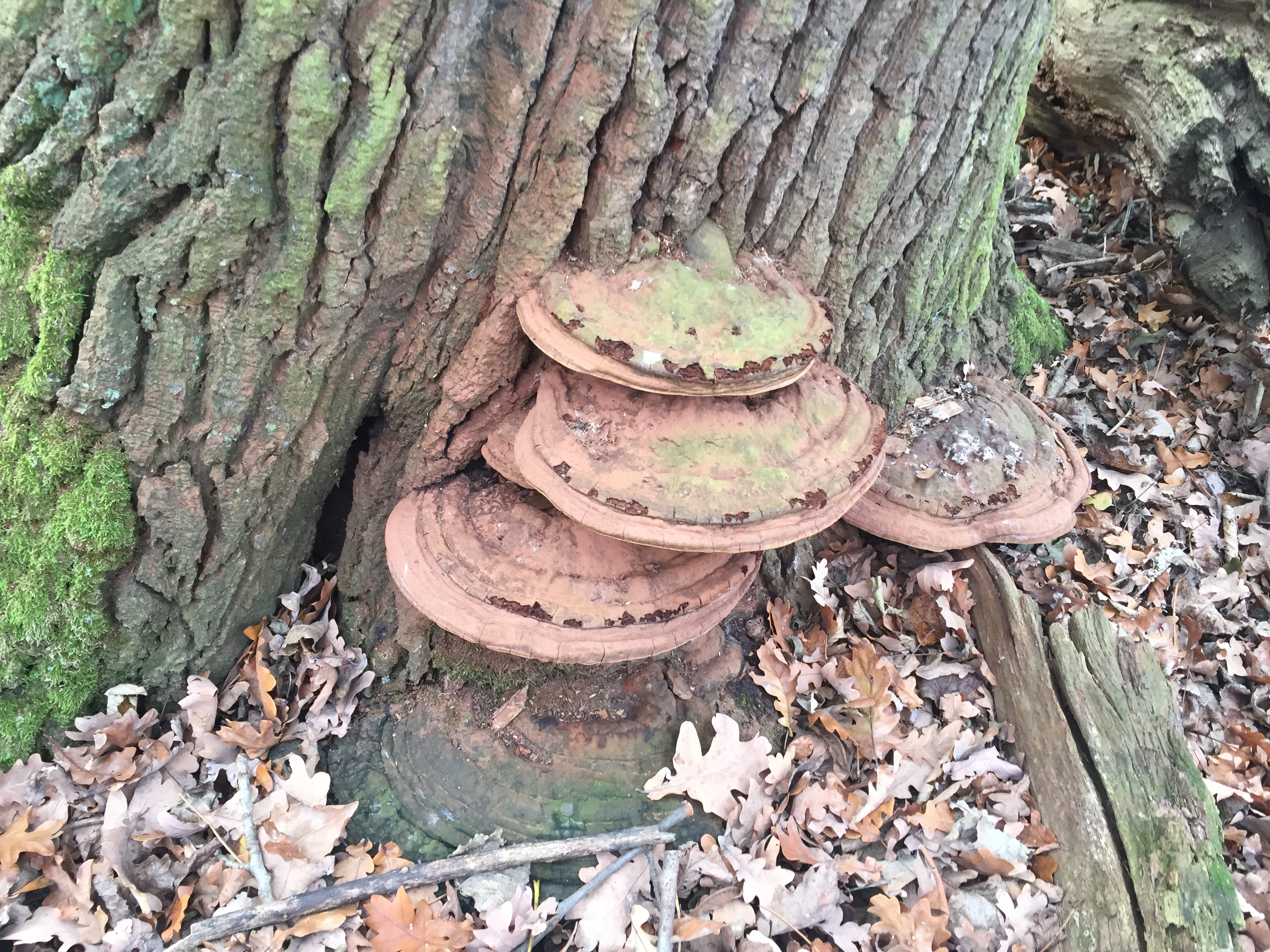 Starker Befall mit Lackporlingen (Ganoderma lipsiense) am Stammfu&szlig; einer 150 Jahren alten Stieleiche (Quercus robur). Da Lackporlinge langsam wachsen, sollte das Abschottungsverhalten der Eiche zuerst beobachtet werden und fachlich bewertet werden. Nicht jeder Baumpilz ist eine F&auml;llentscheidung.